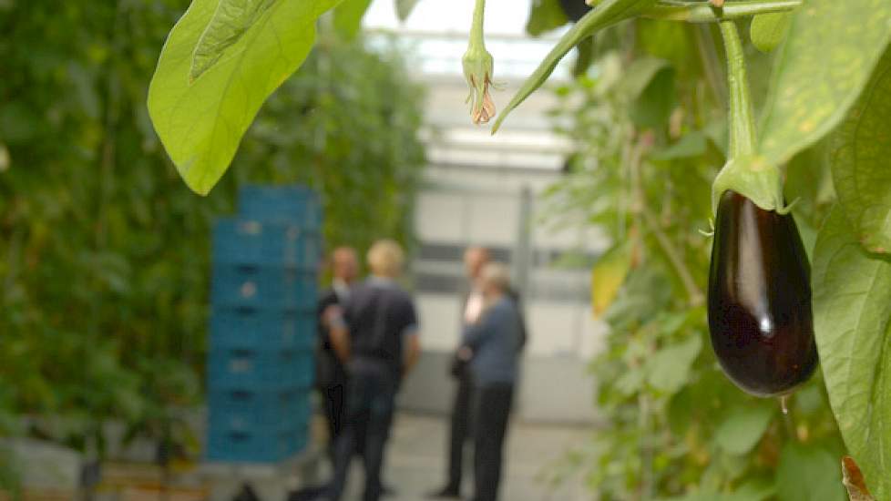 Kijkje in de keuken bij glastuinder prikkelt